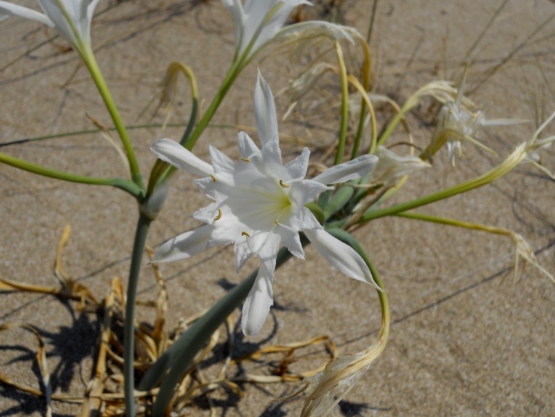 Pancratium maritimum / Giglio marino